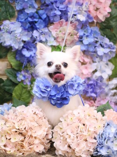 20250620シロくん